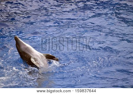 A Bottlenose dolphin Latin name Tursiops truncatus