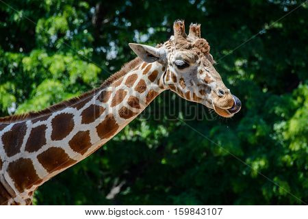 Giraffe from the neck up at the zoo licking his nose