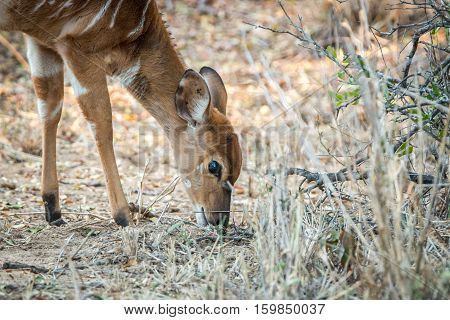 Bushbuck Grazing In The Kruger National Park, South Africa.
