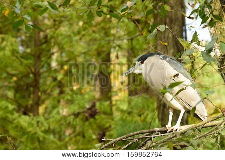 Black-crowned Night-Heron in sitting on a branch