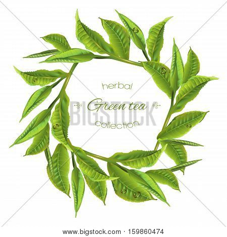 Vector green tea leaves round wreath on white background. Design for packaging, tea shop, drink menu, natural cosmetics, homeopathy and health care products. with place for text. Can be used as logo
