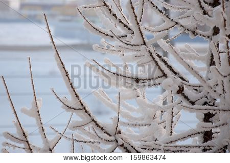 Winter branches of larch with white snow