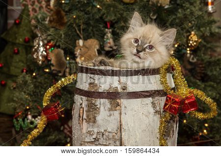 Christmas Kitten playing in a birch barrel