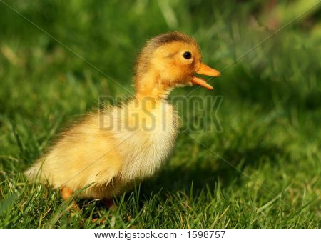 Duck