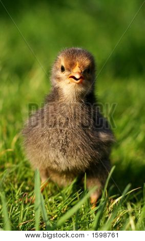 Pollo