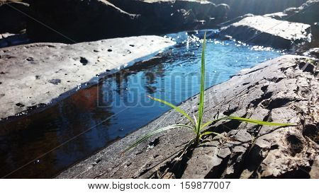 Blade of grass growing on a rock next to a stream of water