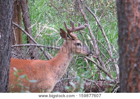 Mule deer eating pastures in the forest. Banff, Canada.