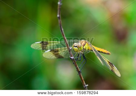 dragonfly perched on a branch for rest