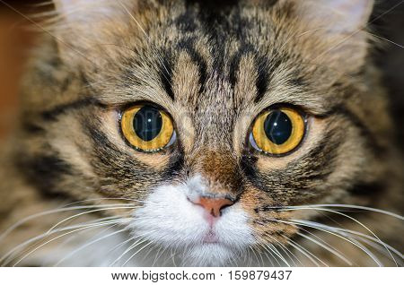 Wide-open eyes of a domestic cat with a white spot on the nose