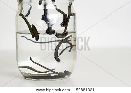 Hirudotherapy. Medical leeches in water before therapy