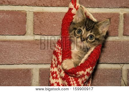 An adorable kitten hanging in a Christmas Stocking
