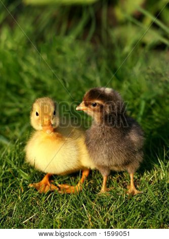 Canard et poulet