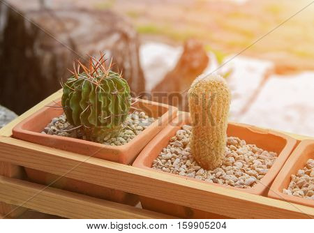 Cactus in a pot still life natural beautiful Breed Eriocactus leninghausi with copy space with sunset light tone