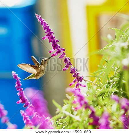 Hummingbird Flying Next To Purple Flower
