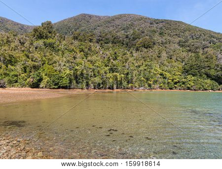 tropical rainforest growing in Endeavour Inlet in Marlborough Sounds, South Island, New Zealand