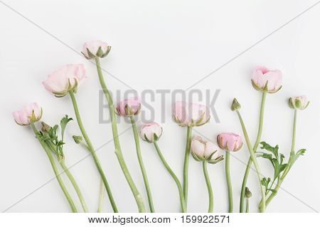 Beautiful spring Ranunculus flowers on white background from above. Floral border. Pastel color. Wedding mockup. Clean space for text. Flat lay style.