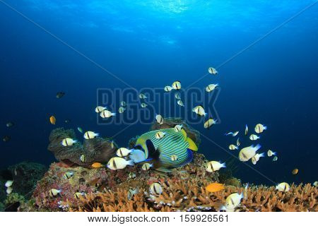 Fish on underwater coral reef in ocean