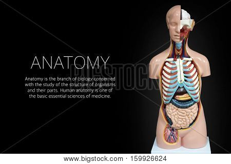 Human anatomy mannequin on black background. The arrangement of human organs