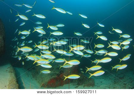 Fish on underwater coral reef in ocean