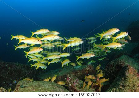 Fish on underwater coral reef in ocean