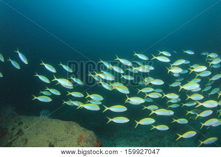 Fish on underwater coral reef in ocean