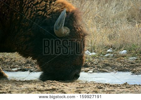American Bison Buffalo Drinking from a Pool of Frozen Water in the Winter