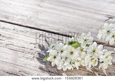 Cherry, aple, plum tree flowers on rustic white wooden surface at suuny day