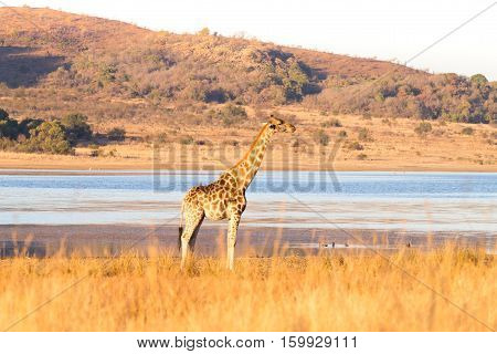 Giraffe From South Africa, Pilanesberg National Park. Africa