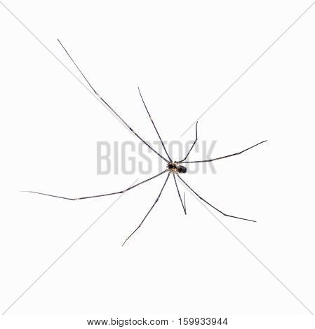 a house spider  isolated on white background