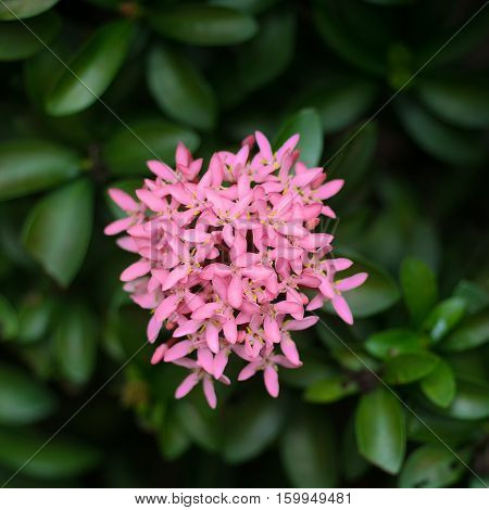 Red spike flower.King Ixora blooming (Ixora chinensis).Rubiaceae flower Ixora coccinea It is a flowering shrub native