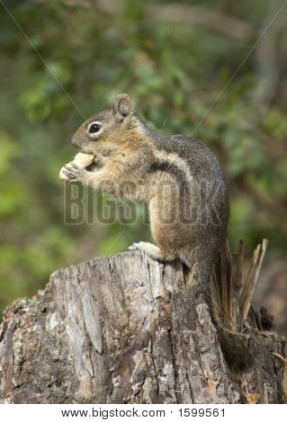 Chipmonk Essen eine Erdnuss