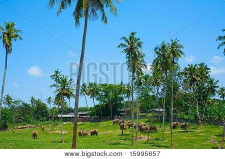 bella vista di pinnawala elephant orphanage