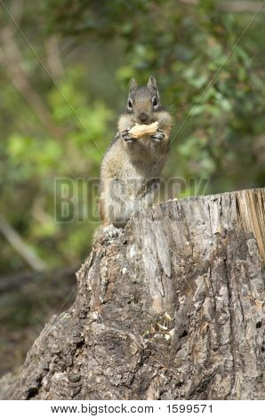 Chipmonk essen eine Erdnuss