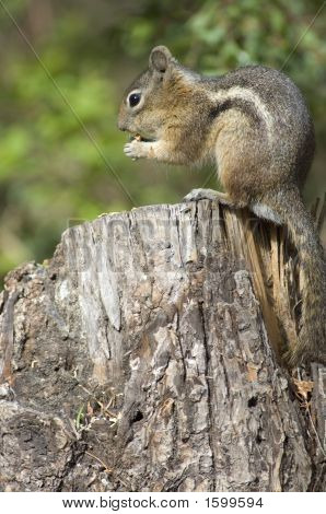 Chipmonk essen eine Erdnuss