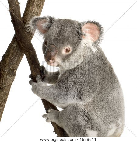 Koala