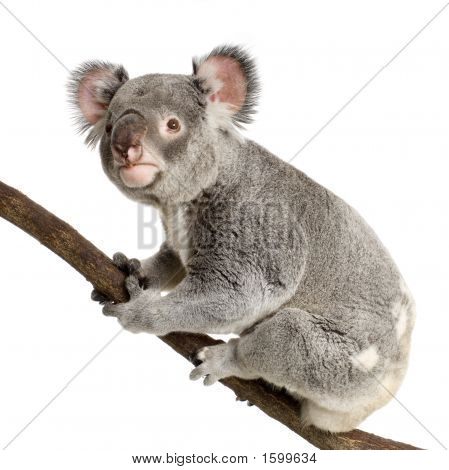 Koala