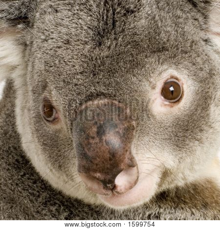 Koala