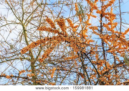 Seabuckthorn on the branches of a tree in winter.