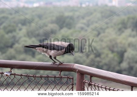 Jackdaw / Jackdaw sits on the fence