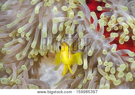 Twoband anemonefish, Amphiprion bicinctus, in his colorful host sea anemone, heteractis magnifica, Sharm-el Sheikh, Red Sea.    