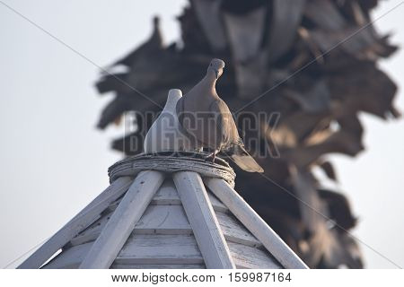 Pigeons / Pigeon sitting on the roof of the gazebo next to the figure of a dove made ​​of wood.