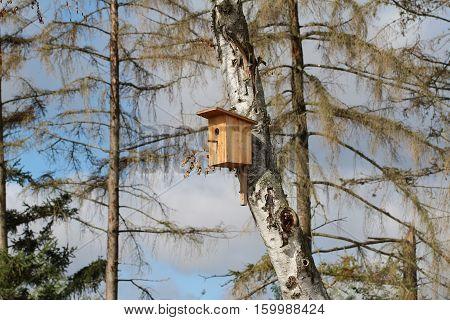 Bird box / Birdhouse hanging on the birch
