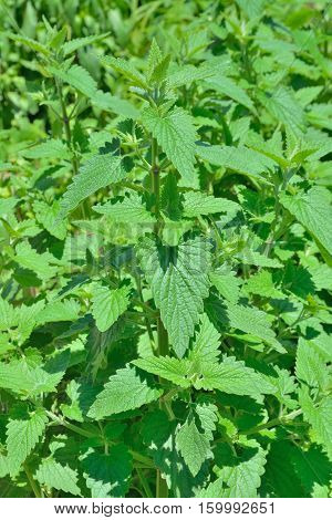 A close up of the medicinal an aromatic plant lemon balm (Melissa officinalis).