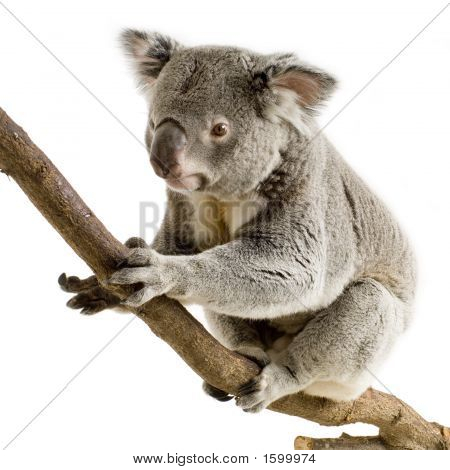 Koala