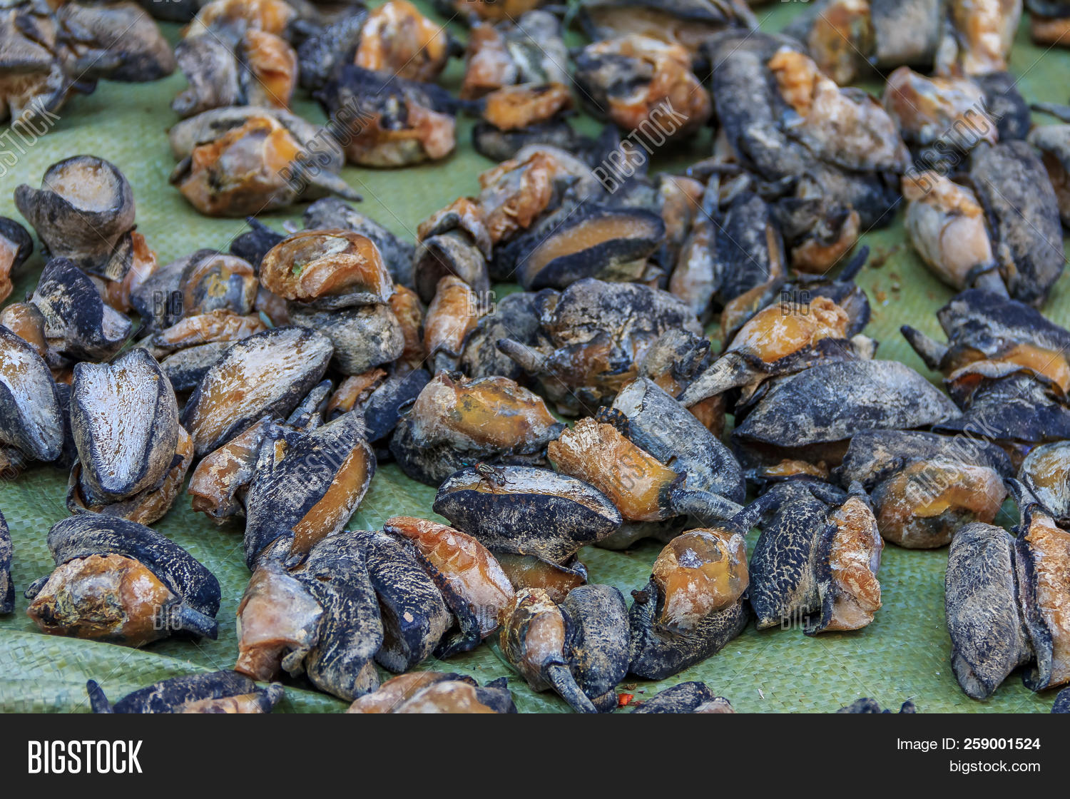 Dried Abalone On Image & Photo (Free Trial) Bigstock