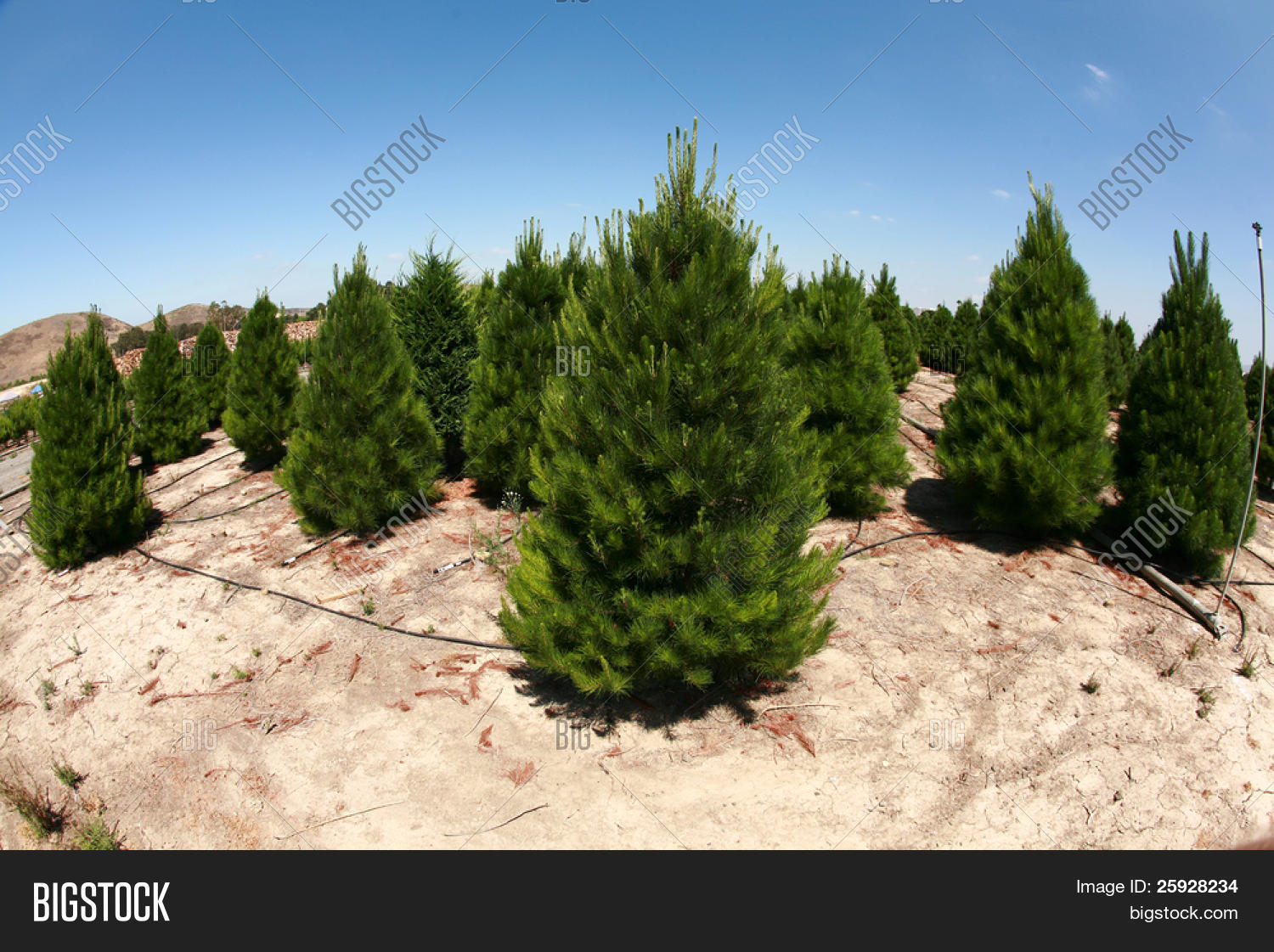 Christmas Tree Farm Image & Photo (Free Trial) Bigstock