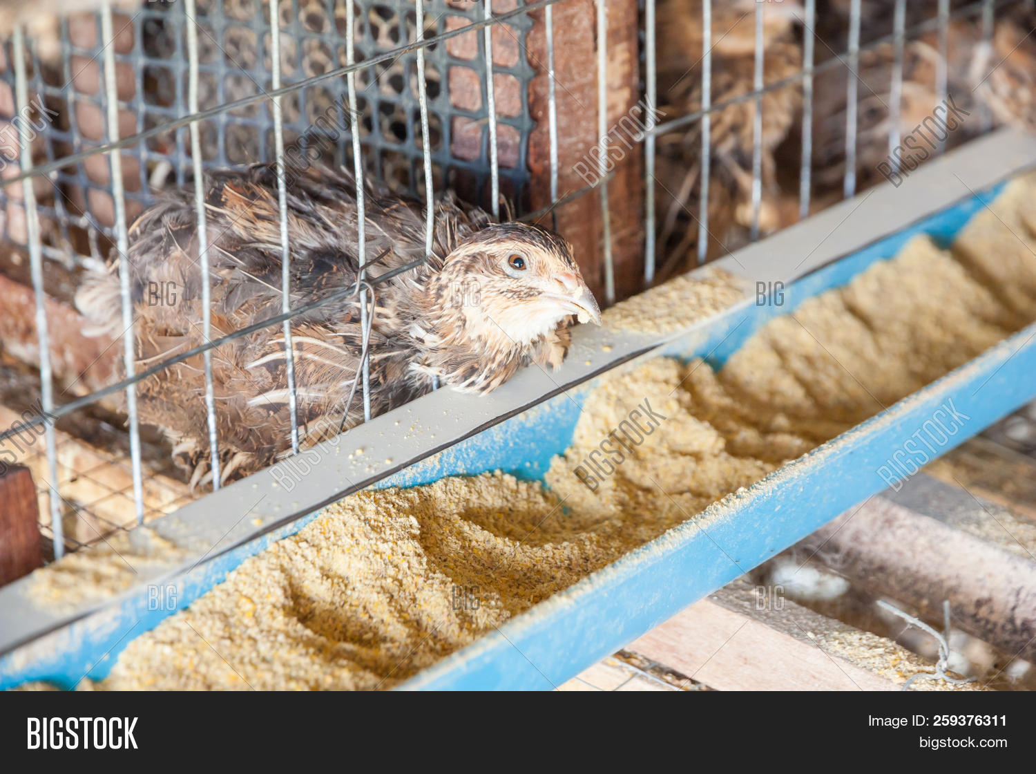 Quail Farm, Poultry Image & Photo (Free Trial) Bigstock