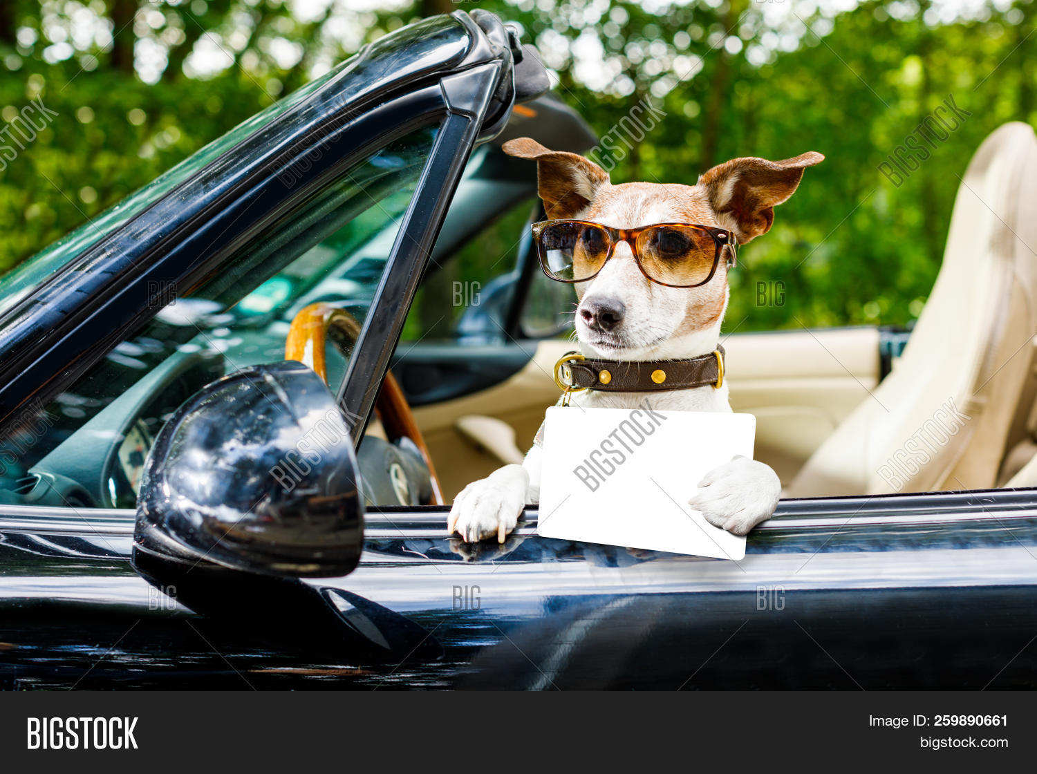 Jack Russell Dog Car Image & Photo (Free Trial) Bigstock