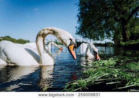 Close Up Of White Grace Swan Couple Stretching His Neck And Head Towards The Camera. Alster Lake On 