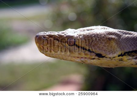 Reticulated Pyton